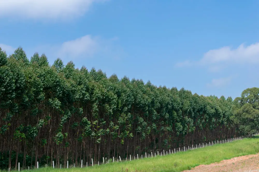 sustainable eucalyptus tree farms